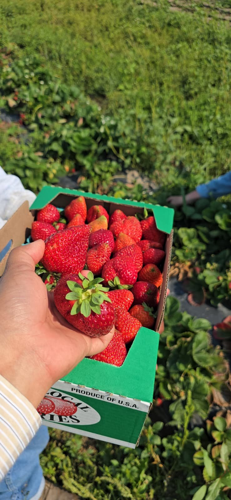 Freshly picked Northwest strawberries in the field