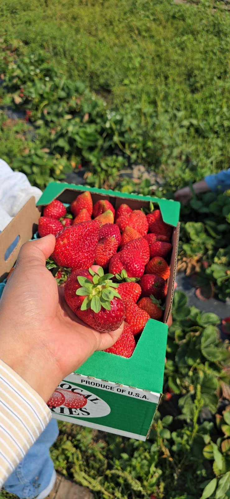 Strawberry rows at Monteluz Farm